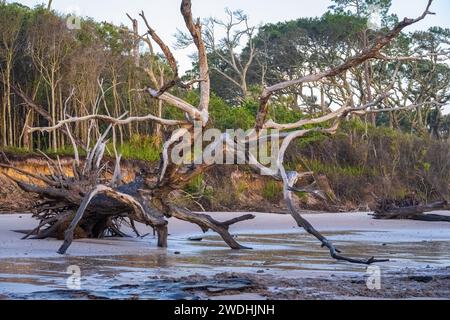 Riesiges Treibholz am Boneyard Beach im Big Talbot Island State Park am Nassau Sound in Jacksonville, Florida, in der Nähe von Amelia Island. (USA) Stockfoto