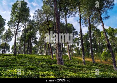 Wald am Morgen. Ruhige grüne Teegarten-Landschaft im Himalaya-Gebiet Kausani, Uttarakhand, Indien. Stockfoto