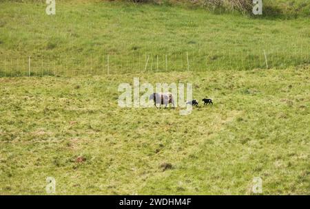 Zwei schwarz-weiße Lämmer, die im grünen Gras laufen, bedecken ein Schaf an einem Frühlingstag in der Nähe von Lohnsfeld. Stockfoto