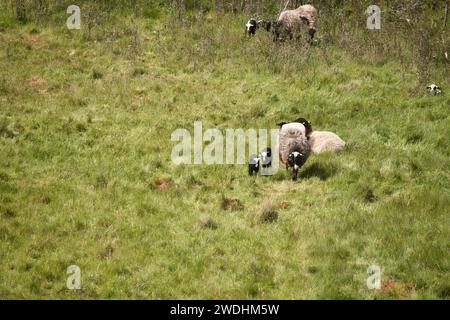 Zwei schwarz-weiße Lämmer, die an einem Frühlingstag in der Nähe von Lohnsfeld im grünen Gras mit anderen Schafen spazieren. Stockfoto