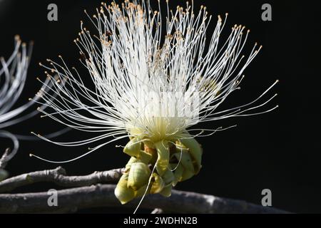 Weißer Rasierpinselbaum Pseudobombax ellipticum Stockfoto