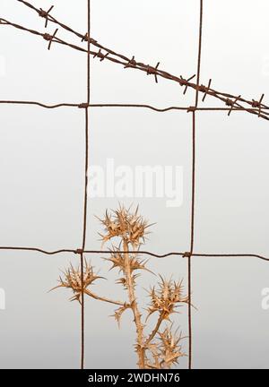 Dornen, Zaun und Stacheldraht Stockfoto