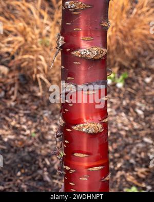 Nahaufnahme der Rinde des Prunus Serrula-Baumes (tibetische Kirsche) in einem Garten im Frühjahr Stockfoto