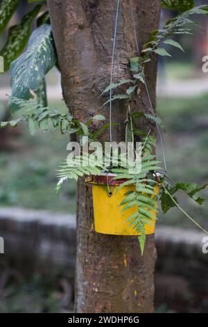 Money Plant: harte, pflegeleichte Indoor Beauty. Blüht auch bei schlechten Lichtverhältnissen und reinigt die Luft. Perfekt für Pflanzenliebhaber und Anfänger gleichermaßen. Stockfoto