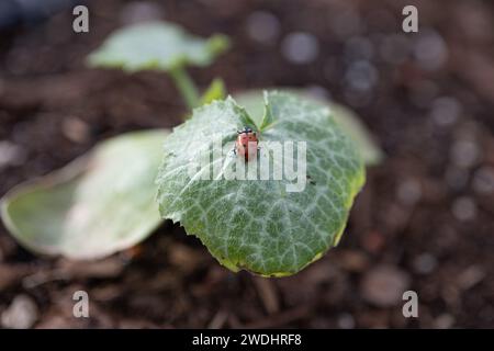 Rustikale Roots Stock-Fotografie Stockfoto