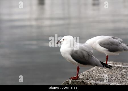 Unteradulte Silbermöwen (Chroicocephalus novaehollandiae), die auf einer Platte am Meer sitzen : (Bild Sanjiv Shukla) Stockfoto