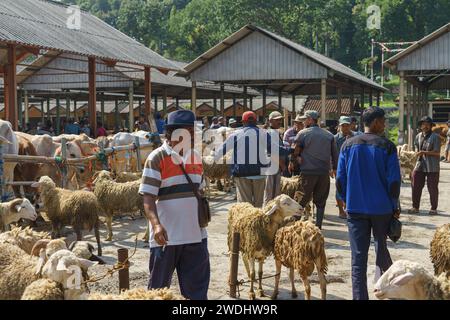 Menschen, die Schaf- oder Viehhandel auf dem Pasar Pon Animal Traditional Market in Semarang, Indonesien - 18. Dezember 2023. Stockfoto