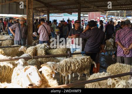 Menschen, die Schaf- oder Viehhandel auf dem Pasar Pon Animal Traditional Market in Semarang, Indonesien - 18. Dezember 2023. Stockfoto