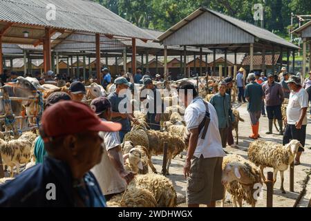 Menschen, die Schaf- oder Viehhandel auf dem Pasar Pon Animal Traditional Market in Semarang, Indonesien - 18. Dezember 2023. Stockfoto