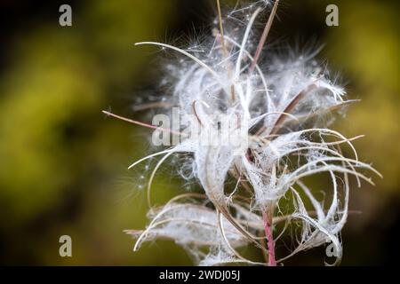 Rustikale Roots Stock-Fotografie Stockfoto