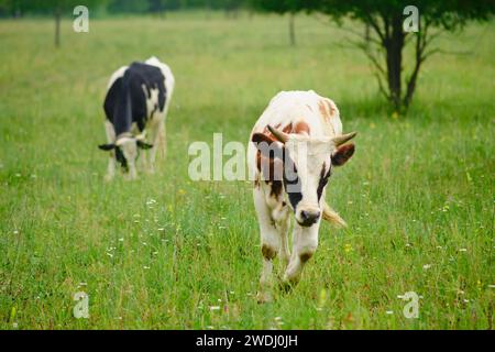 Die Kühe grasen friedlich auf der Wiese und schaffen eine ruhige und beruhigende Atmosphäre inmitten der Natur. Stockfoto