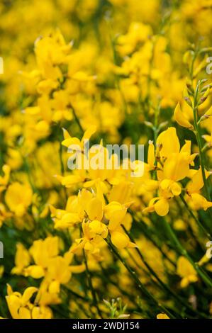 Rush Besen, Weberbesen, Spartium junceum, Katalonien, Spanien Stockfoto