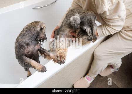 Frau, die sich um ihre kleinen Schnauzer-Welpen in der Badewanne kümmert Stockfoto