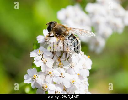 ERISTALIS TENAX an der Blume im Garten Stockfoto