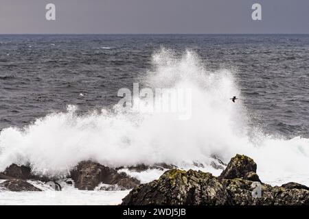 Brechende Wellen am Amphitrite Point, Ucluelet, Vancouver Island, British Columbia, Kanada Stockfoto