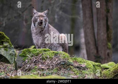 Tiere im Winter 13.01.2024 Hanau ein Luchs sitzt im Wildpark -Alte Fasanerie- auf einem Hügel. Hanau Hanau Hessen Deutschland *** Tiere im Winter 13 01 2024 Hanau Ein Luchse sitzt auf einem Hügel im Wildpark Alte Fasanerie Hanau Hanau Hessen Deutschland Stockfoto