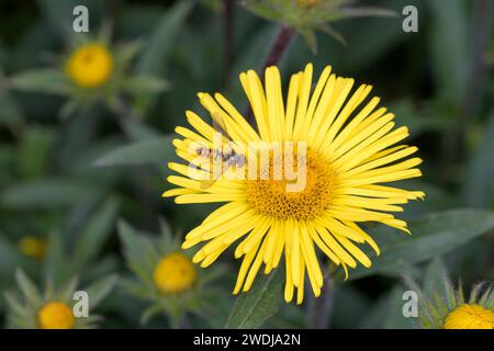 Marmelade hoverfly - Episyrphus balteatus an einer Blüte des Pentanema hirtum Stockfoto