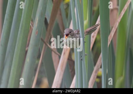 Malagasy Brush-Warbler, Parc de Tsarasaotra, Madagaskar, November 2023 Stockfoto