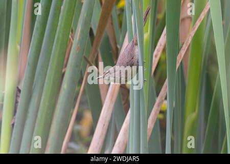 Malagasy Brush-Warbler, Parc de Tsarasaotra, Madagaskar, November 2023 Stockfoto