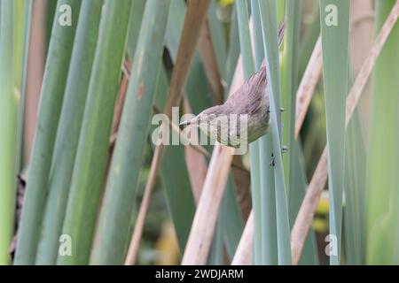 Malagasy Brush-Warbler, Parc de Tsarasaotra, Madagaskar, November 2023 Stockfoto