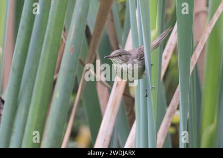 Malagasy Brush-Warbler, Parc de Tsarasaotra, Madagaskar, November 2023 Stockfoto