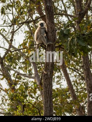 Tarai Gray langur oder Semnopithecus hector, der während der Wintersaison hoch auf einem Baum sitzt, während der Safari-Pilibhit-Nationalpark-Wald-Tigerreservat uttar pradesh Stockfoto