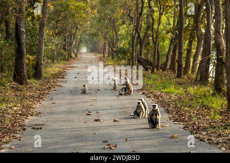 Wilde Terai graue Sprache Semnopithecus hector Familie Roadblock auf Safari Track verspielte Babys im malerischen Trail Chuka Öko Tourismus Pilibhit Park Stockfoto