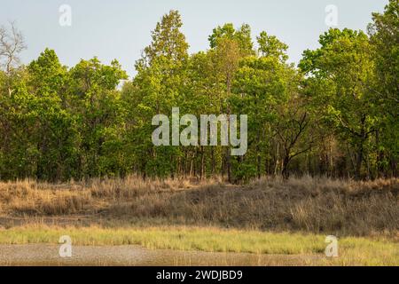 Landschaft des bandhavgarh-Nationalparks und wilde männliche Tiger, die sich im Gras oder Grasland in der Nähe des Wasserteichs und im Hintergrund sal Tree ruhen oder tarnen Stockfoto