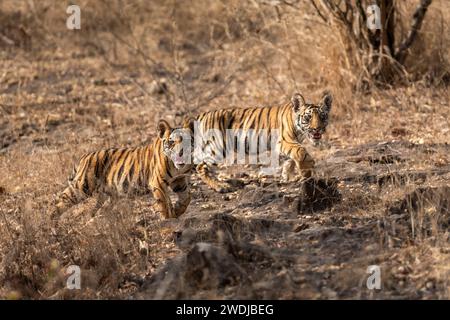 Zwei kleine kleine, wilde Tiger- oder panthera tigris-Jungen mit wütendem Gesichtsausdruck und Aggressivität gegenüber Reisenden, die Touristen auf Safari fernbleiben möchten Stockfoto