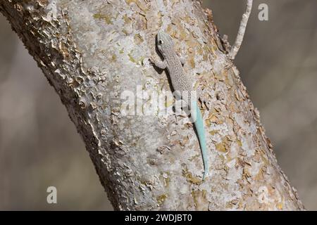 Thick-Tail Day Gecko, Arboretum d'Antsokay, Madagaskar, November 2023 Stockfoto