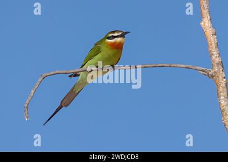 Madagaskar Bienenfresser, Anakao, Madagaskar, November 2023 Stockfoto