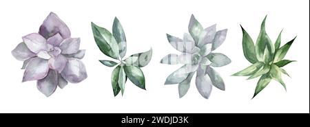 Aquarellset von Sukkulenten isoliert auf weißem Hintergrund. Abbildung einer Innenblume, Draufsicht. Steinrose und Ficus für Design und Karten Stockfoto