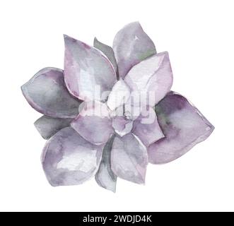 Aquarellsukkulent isoliert auf weißem Hintergrund. Abbildung einer Innenblume, Draufsicht. Steinrose für Design und Karten Stockfoto