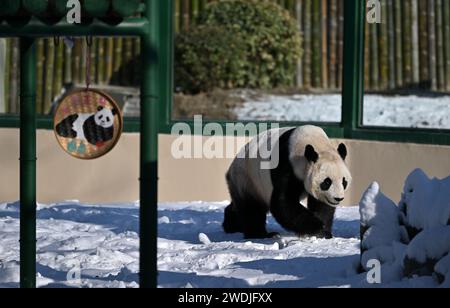 Tianjin. Januar 2024. Der Riesenpanda Xi Le spielt draußen im Tianjin Zoo im nordchinesischen Tianjin, 21. Januar 2024. Das riesige Pandahaus im Zoo wurde nach drei Monaten Renovierung wieder eröffnet. Quelle: Li Ran/Xinhua/Alamy Live News Stockfoto