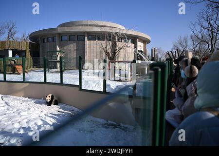 Tianjin. Januar 2024. Das neu renovierte riesige Pandahaus ist im Tianjin Zoo im nordchinesischen Tianjin am 21. Januar 2024 zu sehen. Das riesige Pandahaus im Zoo wurde nach drei Monaten Renovierung wieder eröffnet. Quelle: Li Ran/Xinhua/Alamy Live News Stockfoto