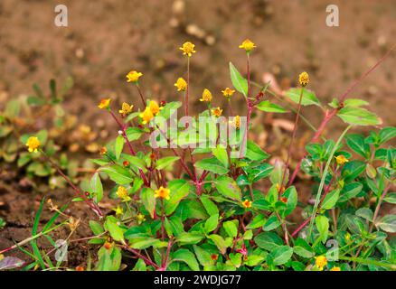 Kleine gelbe Blumen im Garten. Nahaufnahme. Selektiver Fokus Stockfoto