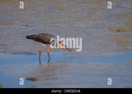 Schwarzstorch (Ciconia nigra) schluckt einen Fisch Stockfoto