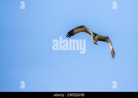 Osprey (Pandion haliaetus) Stockfoto