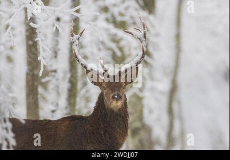 Rotwild (Cervus elaphus) männlich, der im Winter in die Kamera schaut, Bialowieza Forest, Polen, Europa Stockfoto