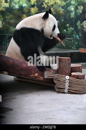 Tianjin. Januar 2024. Der Riesenpanda Xi Le isst Bambussprossen im Tianjin Zoo im nordchinesischen Tianjin, 21. Januar 2024. Das riesige Pandahaus im Zoo wurde nach drei Monaten Renovierung wieder eröffnet. Quelle: Li Ran/Xinhua/Alamy Live News Stockfoto