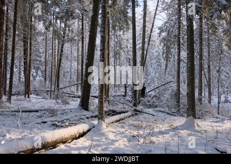 Winterliche Landschaft von verschneiten Nadelbäumen stehen mit Pinien im Vordergrund, Bialowieza Wald, Polen, Europa Stockfoto
