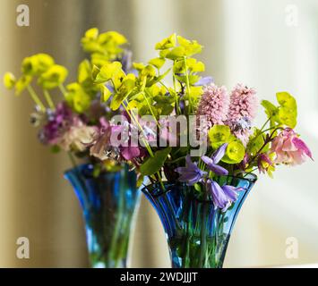 Natürliches Poium von euphorbia, Persikaria (Bistort), Bluebells, Myosotis (Vergissmeinnicht), Aquilegia und Hortensie Blüten in einer hellblauen Vase Stockfoto