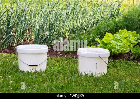 Frischer Salat wächst im Landgarten mit weißen Eimern davor Stockfoto