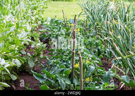 Frischer Salat, der im Landgarten wächst Stockfoto