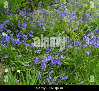 Hyacinthoides non-scripta ist im Englischen als die gewöhnliche Blauglocke oder einfach Blauglocke bekannt Stockfoto