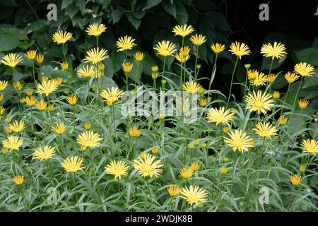 Viele kleine gelbe Blüten auf einem Hintergrund aus grünen Blättern Stockfoto
