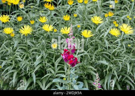 Gelbe Blüten auf einem Hintergrund aus grünen Blättern und einer roten Blüte in der Mitte Stockfoto