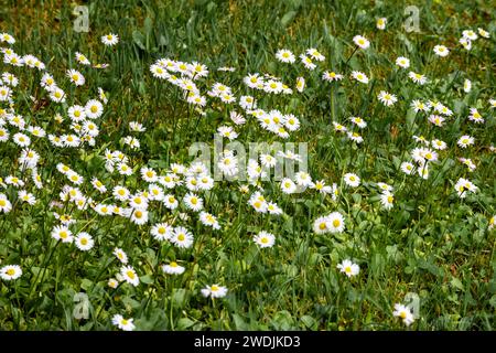 Kleine weiße Blüten mit gelben Mittelpunkten in grünem Gras Stockfoto