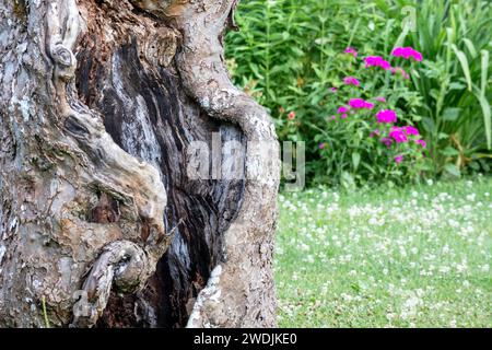 Alter Baumstamm mit leerem Kern auf Gartenhintergrund Stockfoto