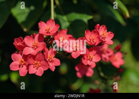 Die Blütenstände eines Peregrina-Busches (Jatropha integerrima). Stockfoto